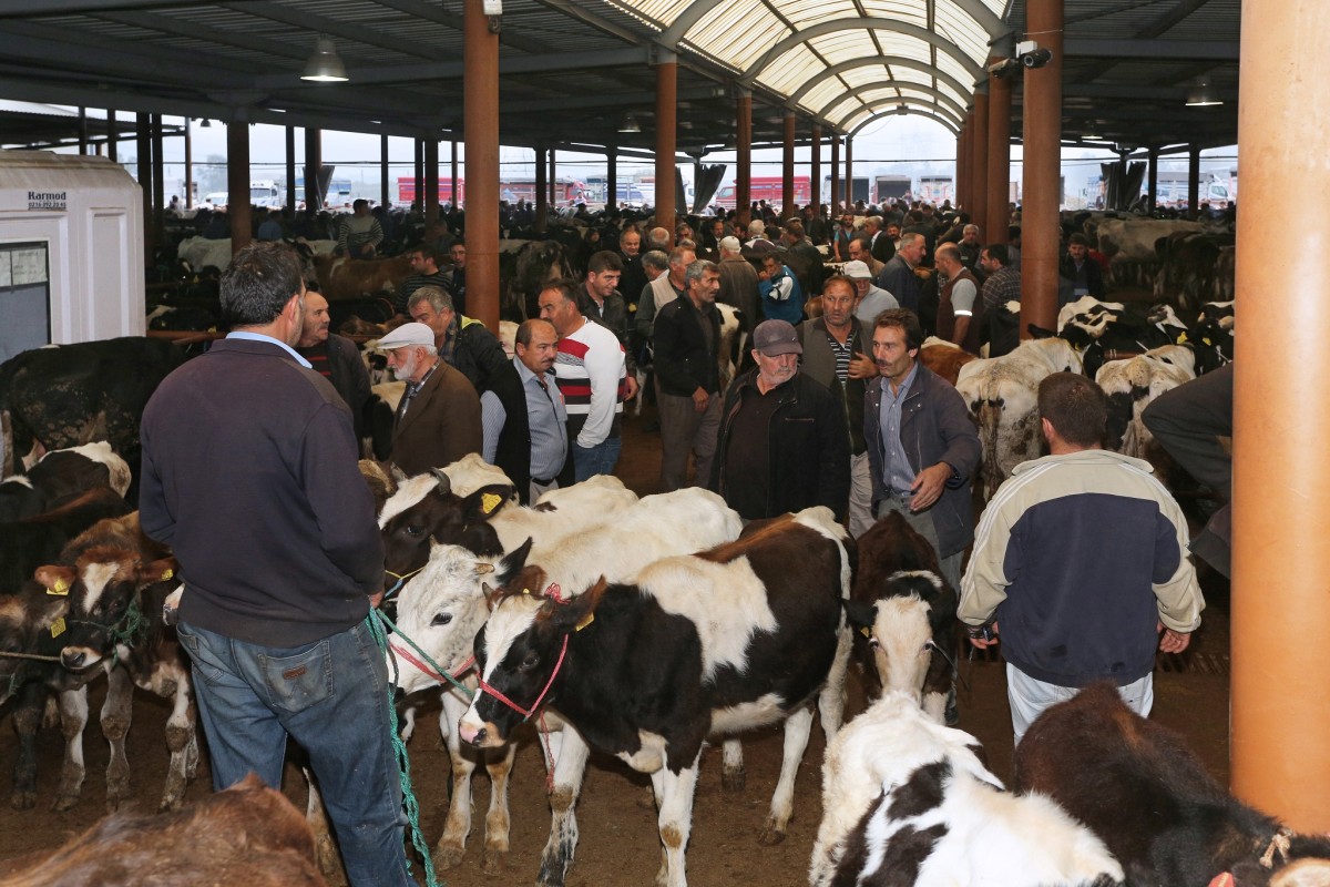 Kurban dönemi için STB Canlı Hayvan Borsası tüm hazırlıklarını tamamladı.